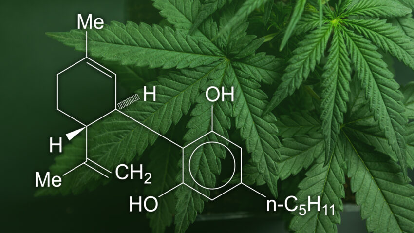 The Importance of Medical Cannabis Dosing Studies